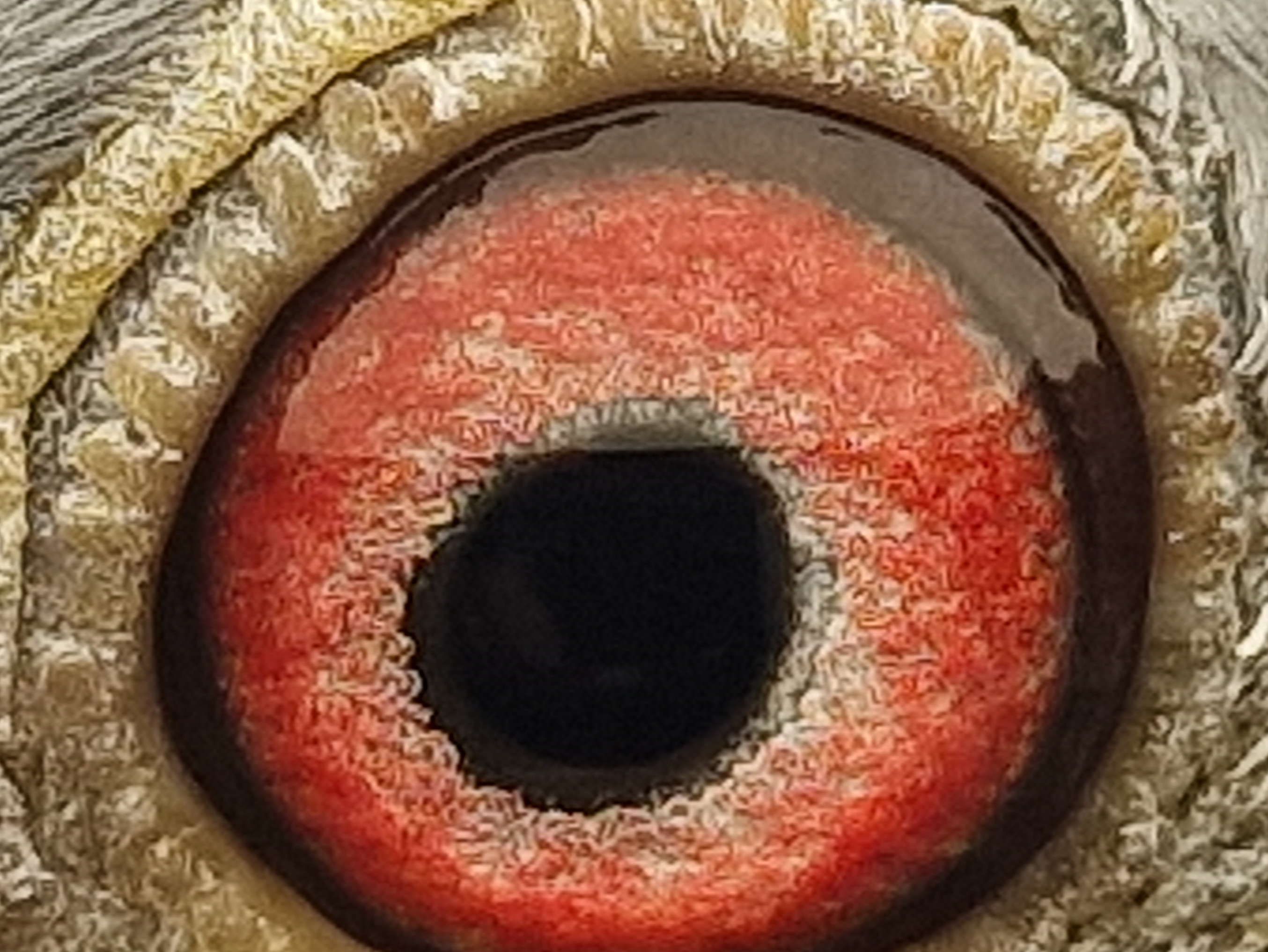 Pigeon eye